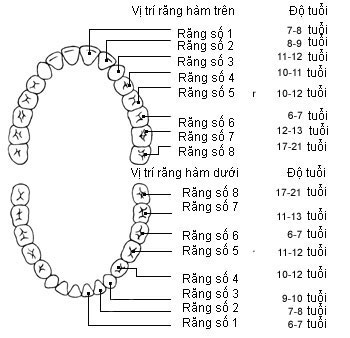 kidsonline-Tất tần tật quá trình moc răng và thay răng của trẻ10