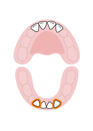 kidsonline-Tất tần tật quá trình moc răng và thay răng của trẻ5