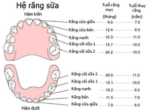 kidsonline-Tất tần tật quá trình moc răng và thay răng của trẻ1