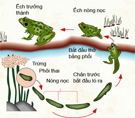 Vòng đời của ếch kpkh vong doi cua echvi ppt